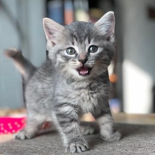 Ivory - British Shorthair + Tabby Cat