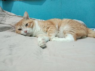 Ginger - Domestic Short Hair + Domestic Medium Hair Cat