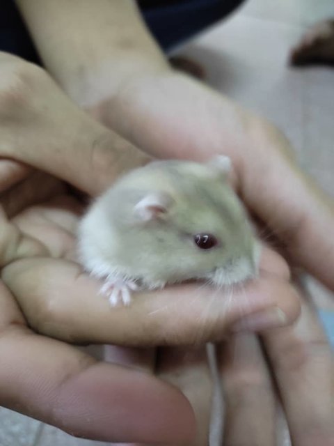 Miki - Short Dwarf Hamster Hamster