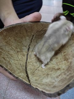 Miki - Short Dwarf Hamster Hamster