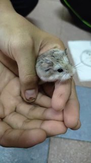 Miko - Roborovsky's Hamster Hamster