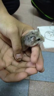 Miko - Roborovsky's Hamster Hamster