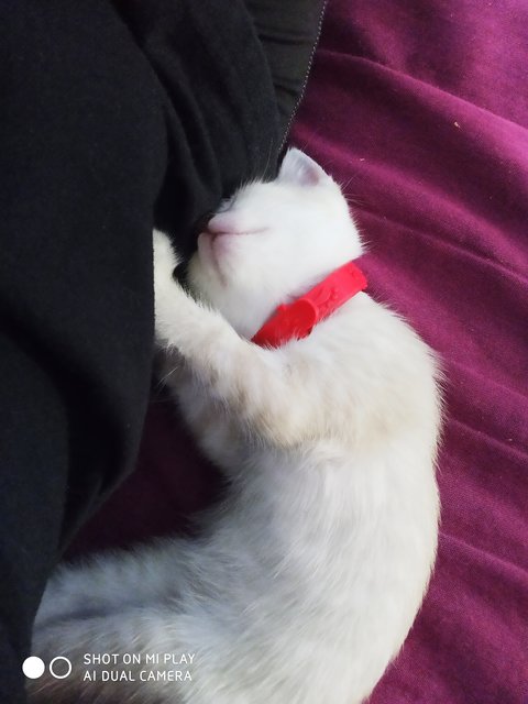 Desi - Domestic Short Hair Cat