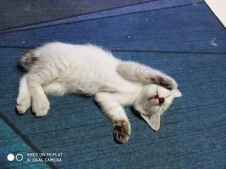 Desi - Domestic Short Hair Cat