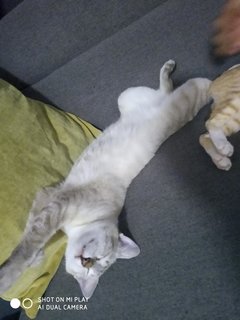 Desi - Domestic Short Hair Cat