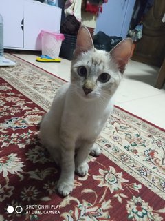 Desi - Domestic Short Hair Cat