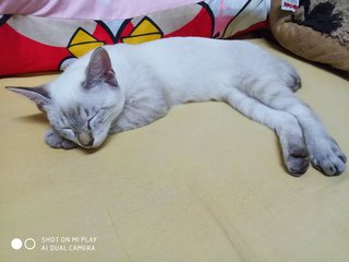 Desi - Domestic Short Hair Cat