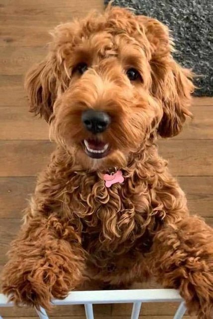 Fluffy - Cockapoo Dog