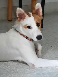 Candy - Mixed Breed Dog