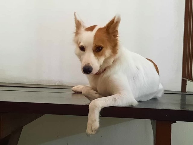 Candy - Mixed Breed Dog