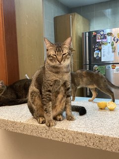 Stripy  - Abyssinian + Domestic Short Hair Cat