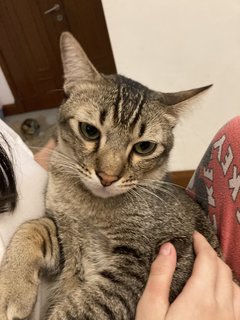 Stripy  - Abyssinian + Domestic Short Hair Cat