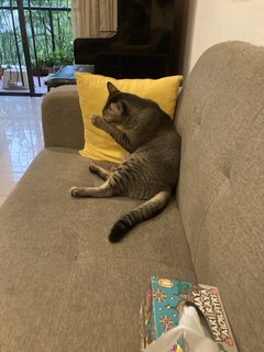 Stripy  - Abyssinian + Domestic Short Hair Cat