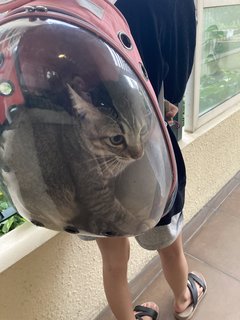 Stripy  - Abyssinian + Domestic Short Hair Cat