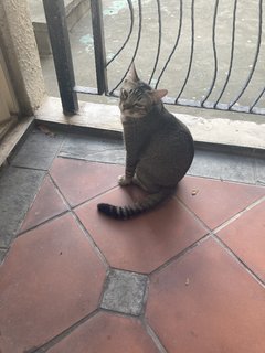 Stripy  - Abyssinian + Domestic Short Hair Cat