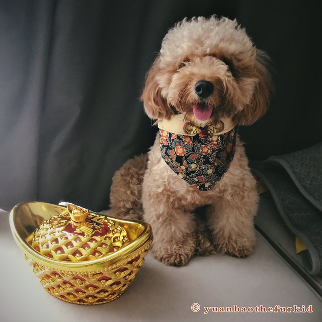 Yuan Bao - Poodle Mix Dog