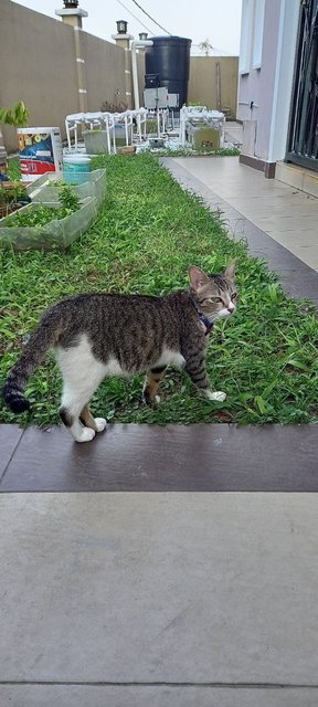 Kanmani - Domestic Short Hair Cat