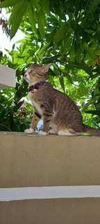 Kanmani - Domestic Short Hair Cat