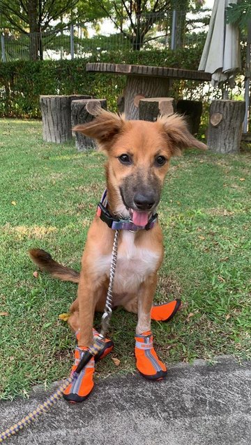 Jinja - Has Been Adopted - Mixed Breed Dog