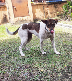 Lili - Mixed Breed Dog