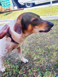 Lili - Mixed Breed Dog