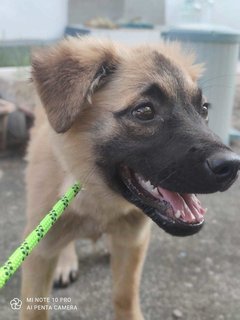 Luna (Medium Fur) - German Shepherd Dog Mix Dog