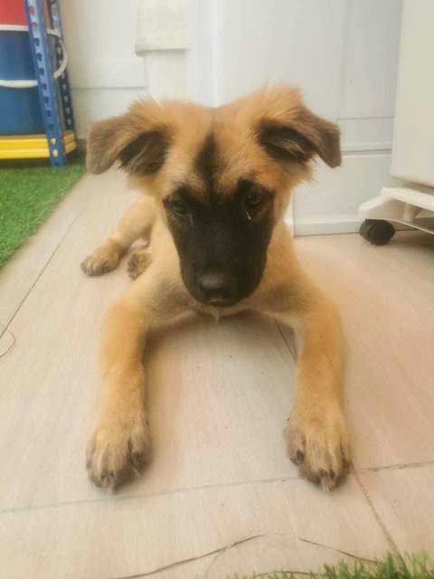 Luna (Medium Fur) - German Shepherd Dog Mix Dog