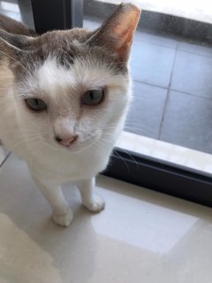 Qiming (Fka Anja) - Domestic Short Hair Cat