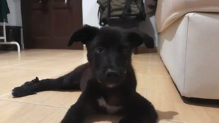 Shadow - Mixed Breed Dog