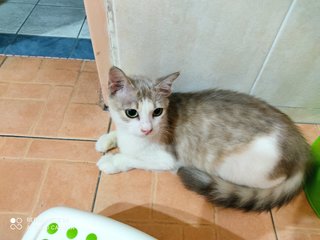 Emerald - Domestic Short Hair Cat