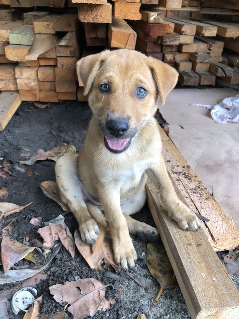 Rong Rong - Mixed Breed Dog