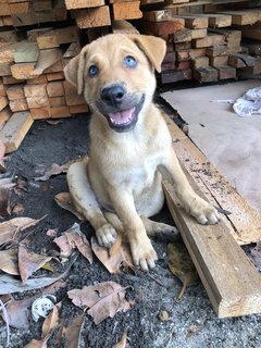 Rong Rong - Mixed Breed Dog