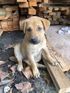 Rong Rong - Mixed Breed Dog