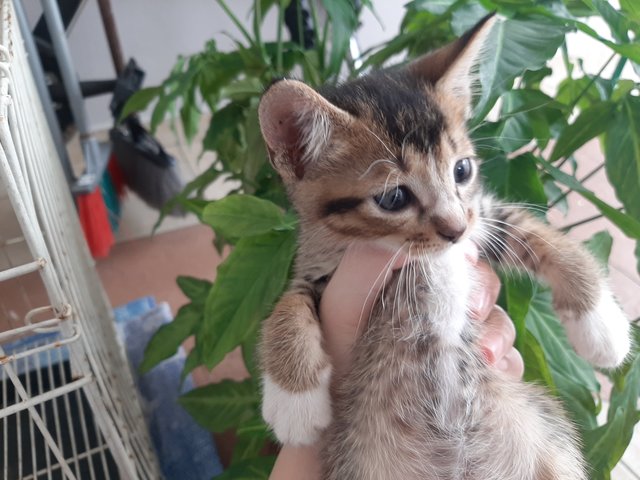 Gebu - Domestic Short Hair Cat