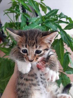 Gebu - Domestic Short Hair Cat