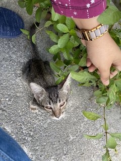 Lily - Domestic Short Hair Cat