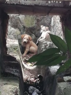 Mylo &amp; Libby - Mixed Breed Dog