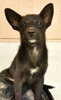 Blackies  - Mixed Breed Dog