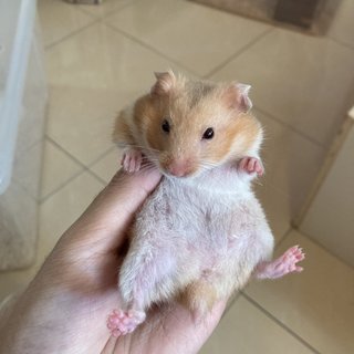 Golden Hamster  - Syrian / Golden Hamster Hamster