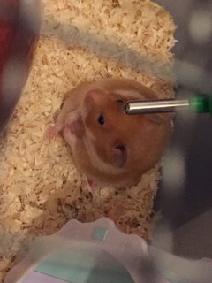 Riku - Syrian / Golden Hamster Hamster