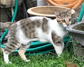 Miao Miao - Domestic Short Hair Cat