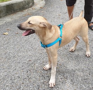 Lara - Mixed Breed Dog