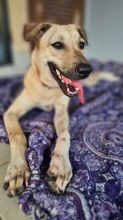 Lara - Mixed Breed Dog