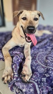 Lara - Mixed Breed Dog