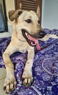 Lara - Mixed Breed Dog