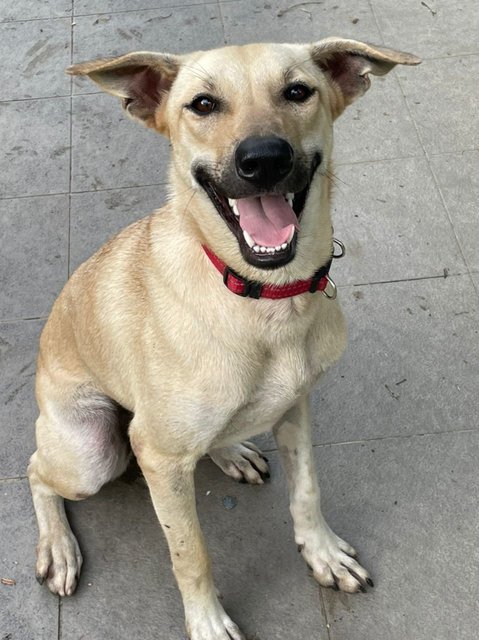 Lara - Mixed Breed Dog