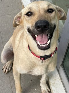 Lara - Mixed Breed Dog
