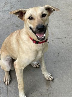 Lara - Mixed Breed Dog