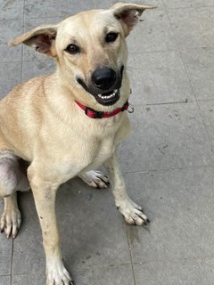 Lara - Mixed Breed Dog