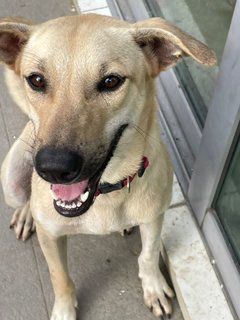 Lara - Mixed Breed Dog